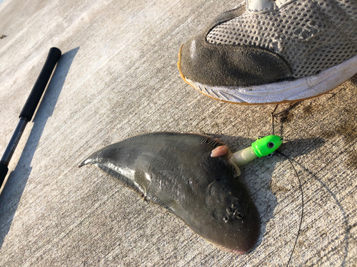 シタビラメの釣果