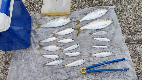 コノシロの釣果