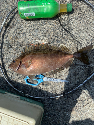 アイゴの釣果