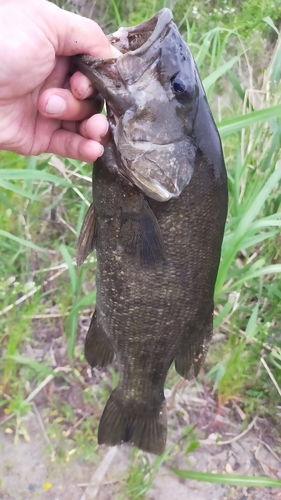 スモールマウスバスの釣果