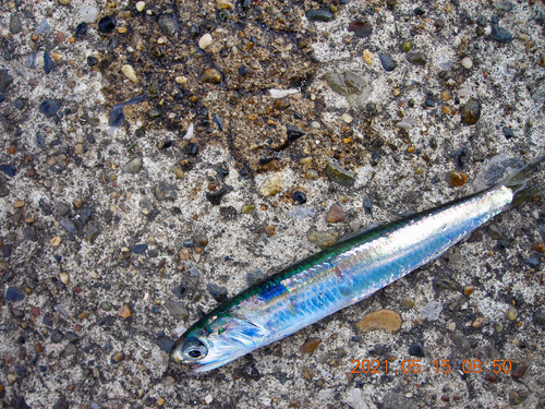 カタクチイワシの釣果