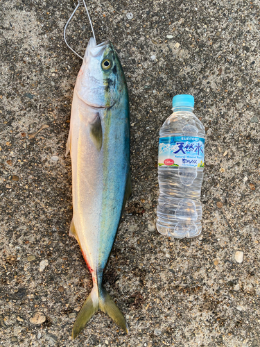 イナダの釣果