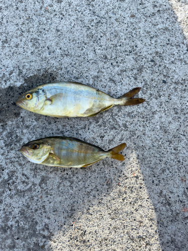 ショゴの釣果