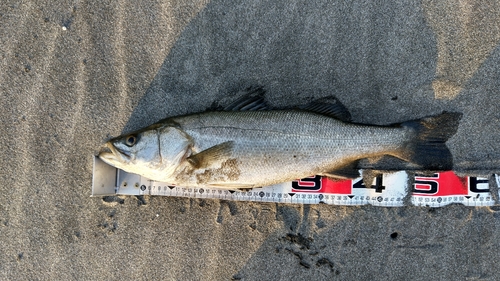 フッコ（マルスズキ）の釣果