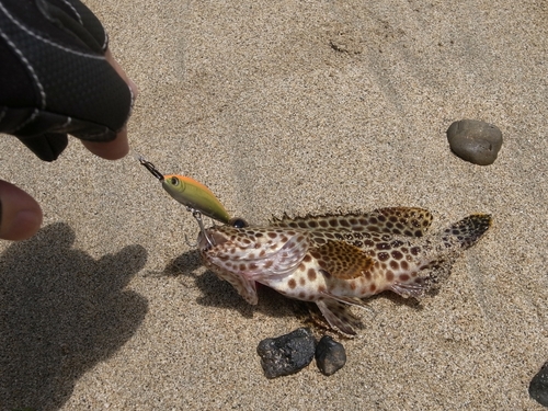 カンモンハタの釣果