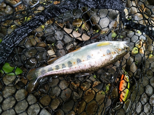 アマゴの釣果