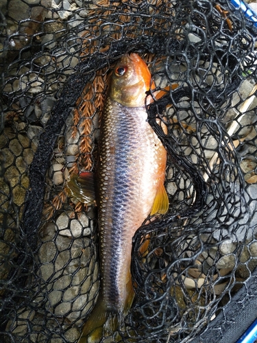 カワムツの釣果