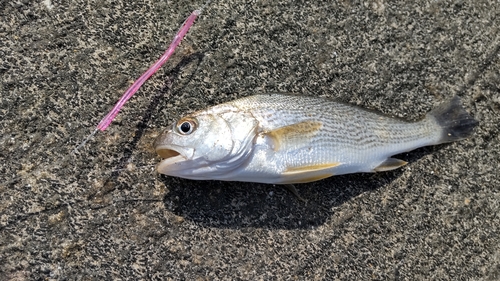 イシモチの釣果