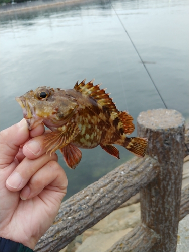 ガシラの釣果