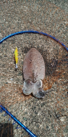 モンゴウイカの釣果