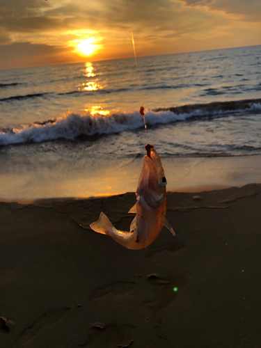 キスの釣果