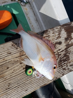 レンコダイの釣果