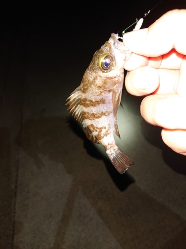 シロメバルの釣果