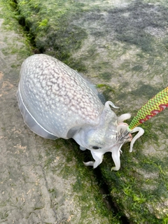 シリヤケイカの釣果