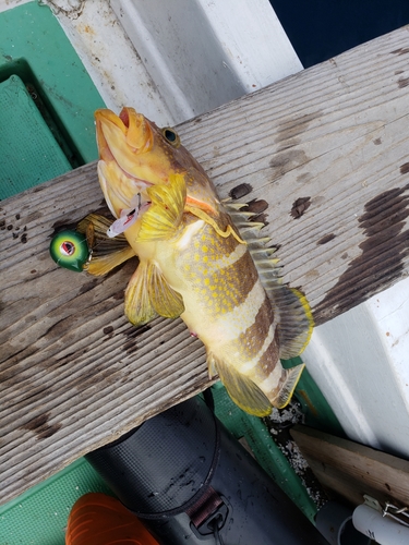 アオハタの釣果