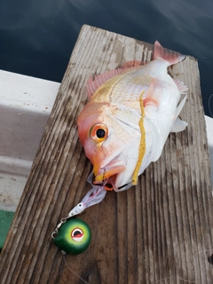 レンコダイの釣果