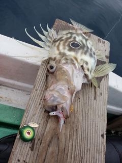 マトウダイの釣果