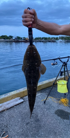 マゴチの釣果