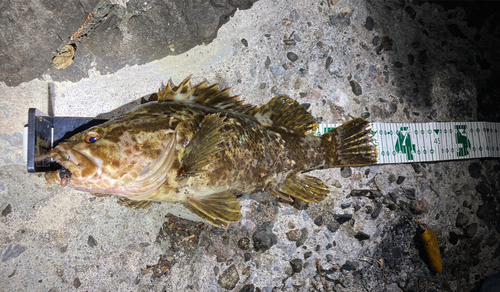 ベッコウゾイの釣果