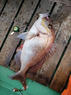 マダイの釣果