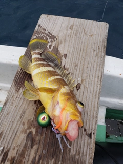 アオハタの釣果