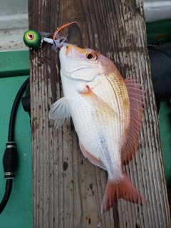 レンコダイの釣果