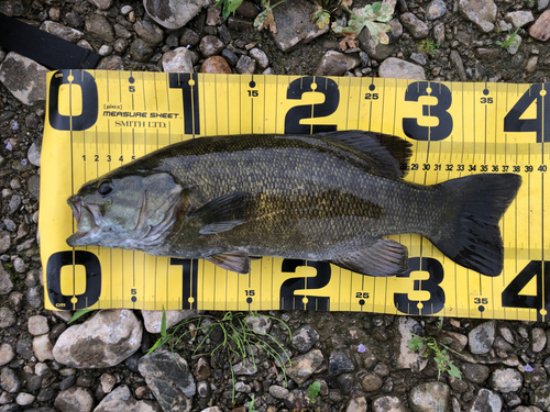 スモールマウスバスの釣果