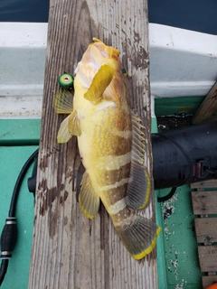 アオハタの釣果