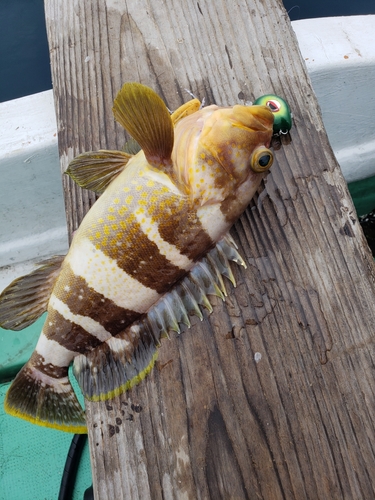 アオハタの釣果