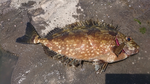 アイゴの釣果