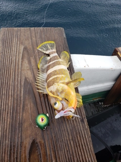 アオハタの釣果