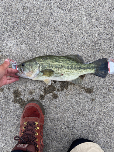 ブラックバスの釣果