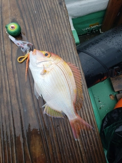 レンコダイの釣果