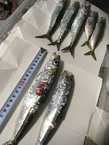 イワシの釣果