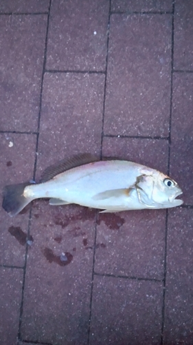 イシモチの釣果