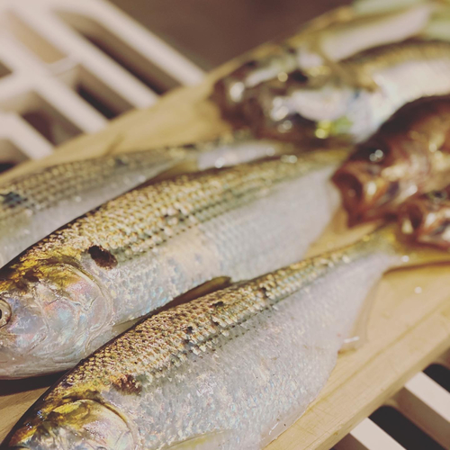 コノシロの釣果