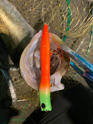 シーバスの釣果