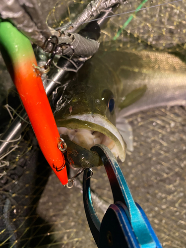 シーバスの釣果