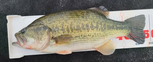 ブラックバスの釣果