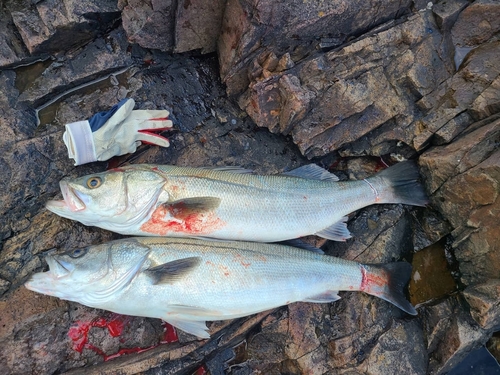 スズキの釣果