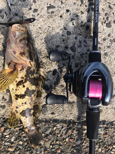 タケノコメバルの釣果