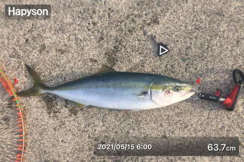 ワラサの釣果