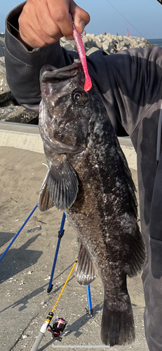 クロソイの釣果