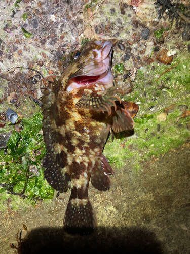 カサゴの釣果