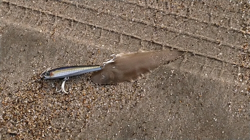 シタビラメの釣果