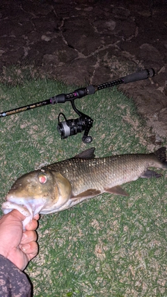 ニゴイの釣果