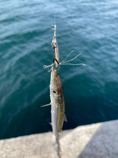 カマスの釣果