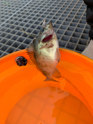 メバルの釣果