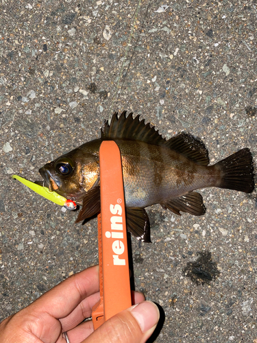 メバルの釣果