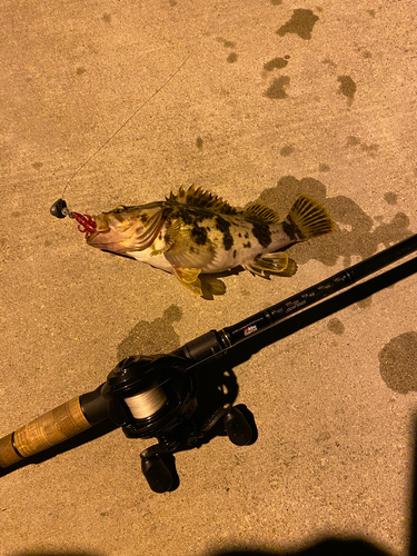 ベッコウゾイの釣果